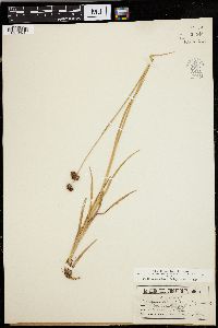 Juncus ensifolius image