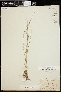 Juncus filiformis image