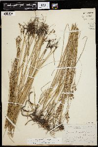 Juncus gerardii image