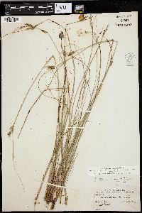 Juncus greenei image