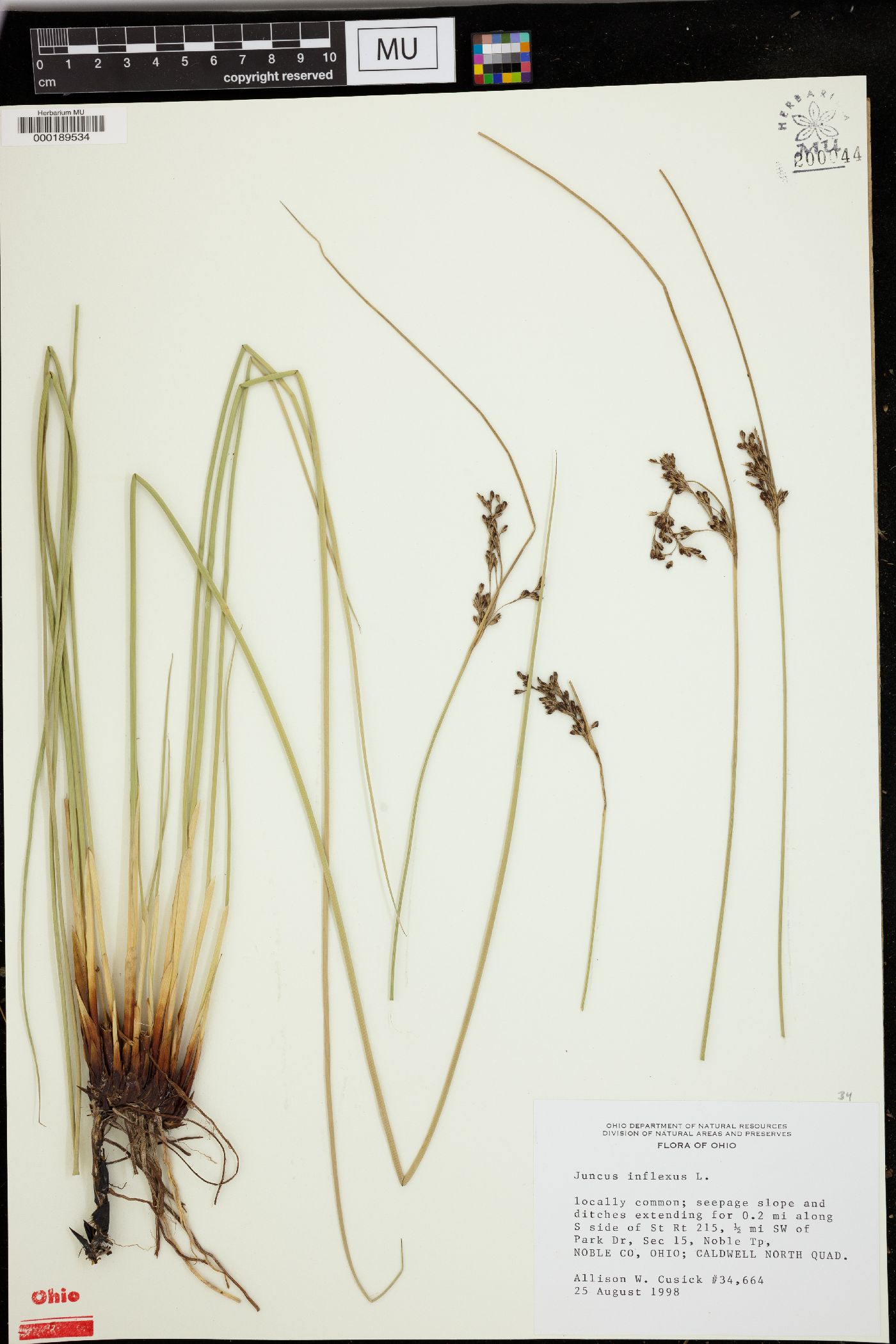 Juncus inflexus image