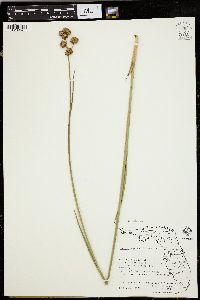 Juncus megacephalus image