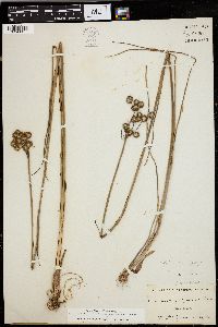 Juncus megacephalus image