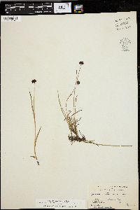 Juncus mertensianus image