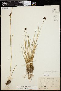 Juncus mertensianus image