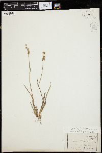 Juncus mertensianus image