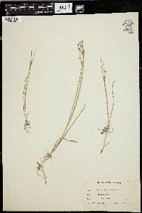 Juncus nodatus image