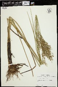 Juncus nodatus image