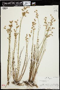 Juncus x nodosiformis image