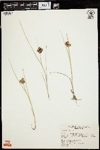 Juncus nodosus image