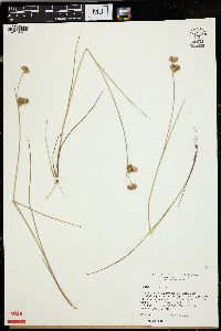 Juncus nodosus image