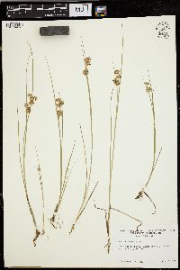 Juncus nodosus image