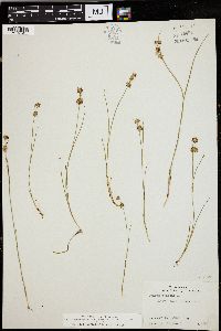 Juncus nodosus image