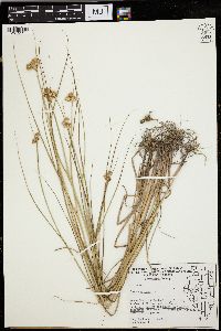 Juncus nodosus image