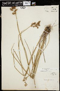 Juncus nodosus image