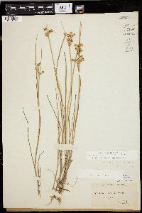 Juncus nodosus image