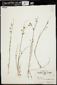 Juncus nodosus image