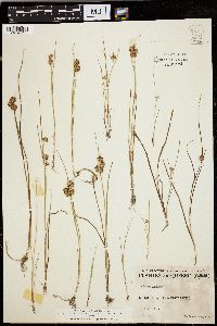 Juncus nodosus image