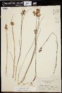 Juncus nodosus image