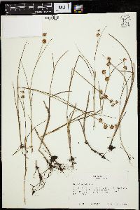 Juncus nodosus image