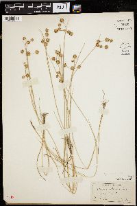 Juncus nodosus image