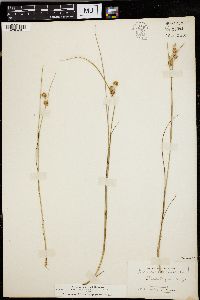 Juncus nodosus image