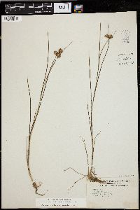 Juncus nodosus image