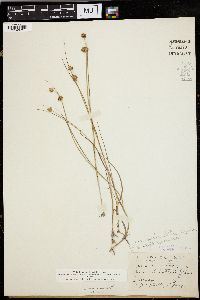 Juncus nodosus image