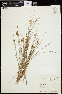 Juncus nodosus image