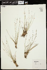 Juncus parryi image