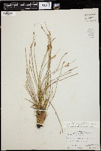 Juncus parryi image