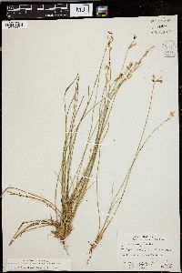 Juncus parryi image