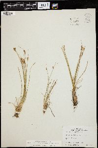 Juncus parryi image