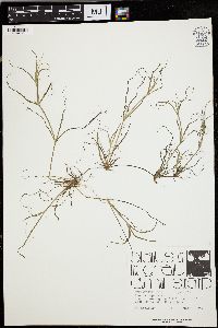 Juncus repens image