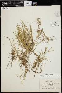 Juncus repens image