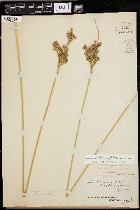 Juncus roemerianus image