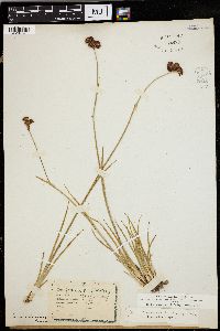 Juncus ensifolius var. montanus image