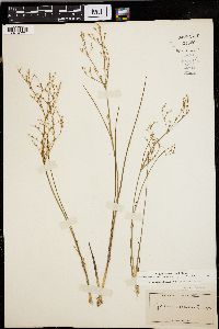 Juncus pelocarpus image