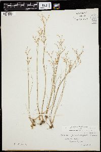 Juncus pelocarpus image