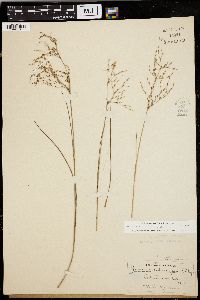 Juncus pelocarpus image