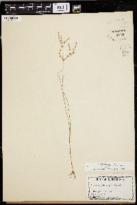 Juncus pelocarpus image