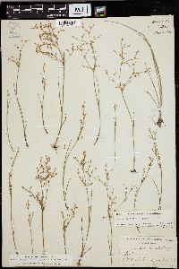 Juncus pelocarpus image