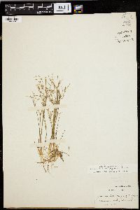 Juncus pelocarpus image