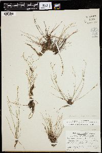 Juncus pelocarpus image