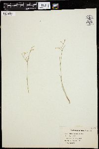 Juncus pelocarpus image