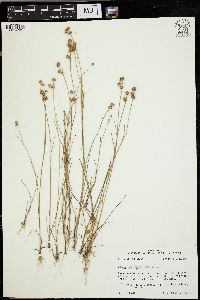 Juncus scirpoides image