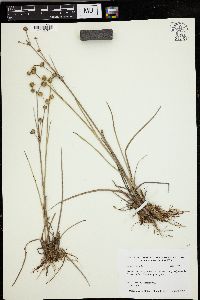 Juncus scirpoides image