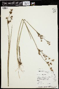 Juncus scirpoides image