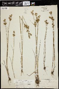 Juncus scirpoides image