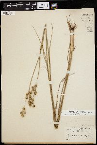 Juncus scirpoides image